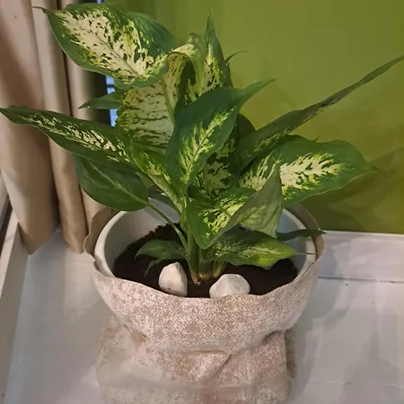 דירה Gallery פודגוריצה