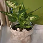 شقة Gallery بودغوريتْسا