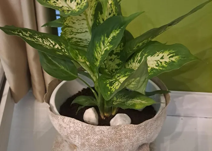 דירה Gallery פודגוריצה